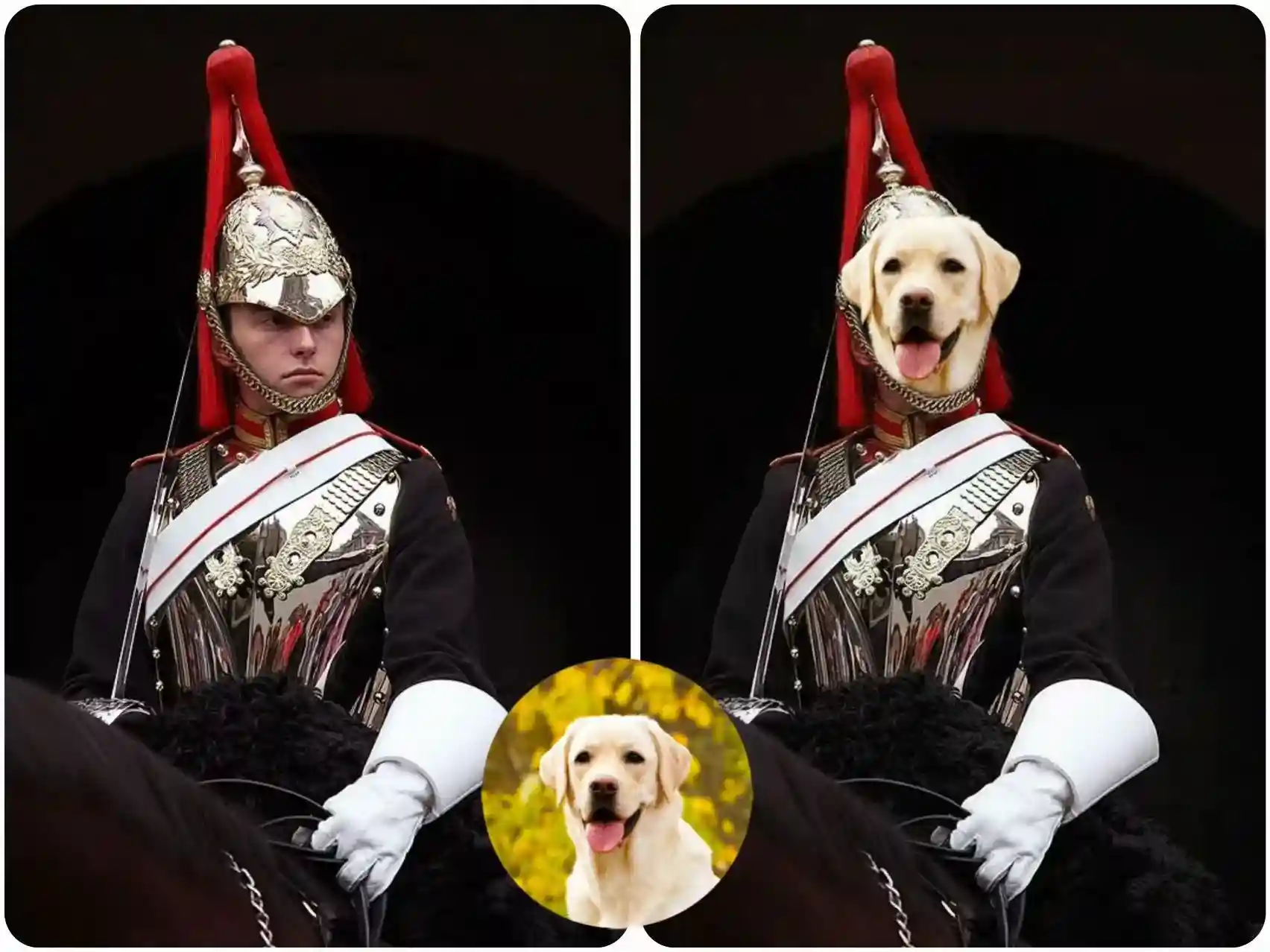 Swap Your Face with Your Pet for TikTok Trends