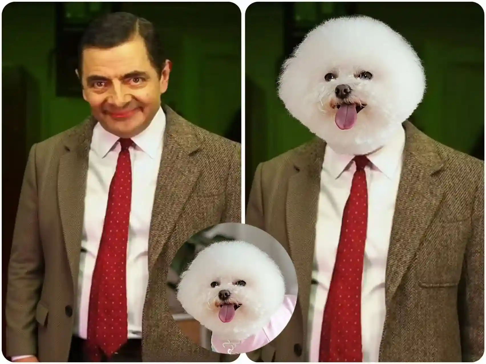 Make Fun Animal Face Swap Images to Drive Traffic for Pet Stores
